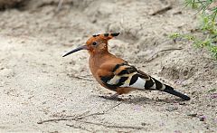 Eurasian Hoopoe